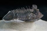 Rare Tower Eyed Erbenochile Trilobite - #7140-7